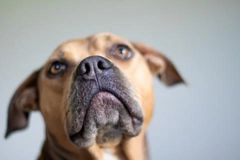 Close up Portrait of pitbull dog face Stock Photos