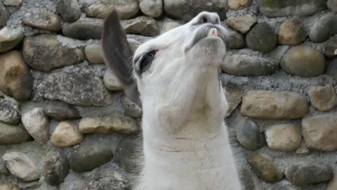 A close-up portrait of a playful llama standing in front of a rustic stone wall Stock Footage 318194635