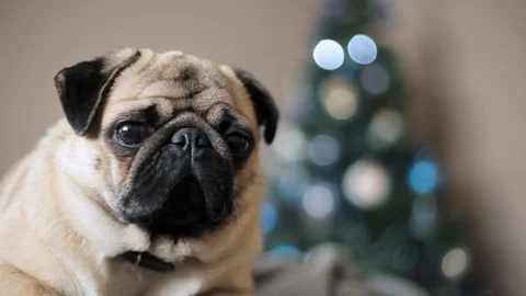 Close-up portrait pug dog looking at camera on Christmas tree background. Happy Video stock 99289168