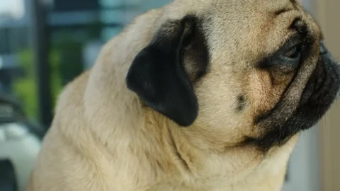 Close-up portrait of the pug Stock Footage 192913388