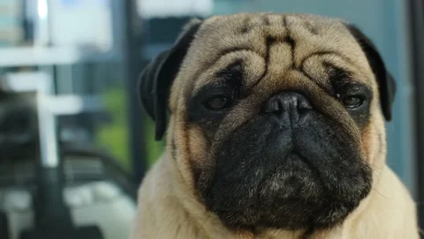 Close-up portrait of the pug Stock Footage 197300752