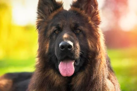 Close up portrait of purebred German Shepherd dog in the park Stock Photos