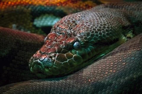 Close up portrait of a python, a non-venomous snake lying in the dark Stock Photos