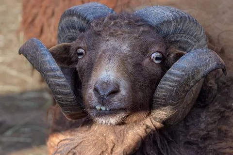 Close-up portrait of a ram. looking into the camera Stock Photos