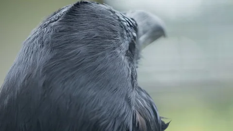 Close up portrait of raven. Bid smart black bird is staring in camera. Stock Footage 116116789