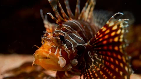 Close-up Portrait of a Red and Brown Lionfish in Aquatic Environment Stock Footage 301032896
