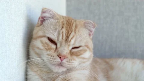 Close up portrait of red British Scottish Fold cat with half-closed eyes. Sleepy Stock Footage 158968685