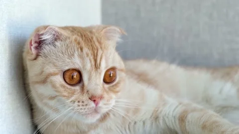 Close up portrait of red British Scottish Fold cat with big brown eyes. Cute cat Video stock 159702618