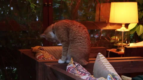 Close-up portrait of a red cat on a background with bokeh lights Stock Footage 280196913