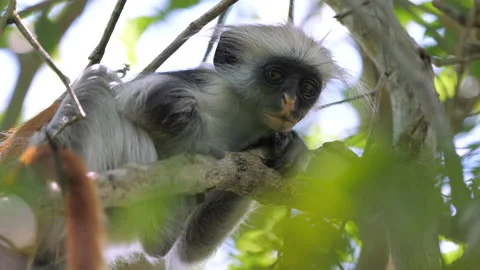Close portrait of red colobus monkey looking atc camera calmly and then jumping Stock-Footage 152260294