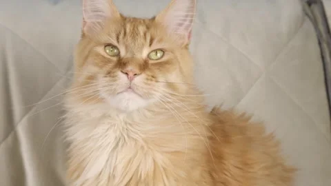 Close-up portrait of a red-haired beautiful big Maine Coon cat with green eyes Vídeo Stock 241721521