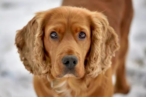 Close-up portrait of a red-haired cocker spaniel dog looking into the lens on Stock Photos
