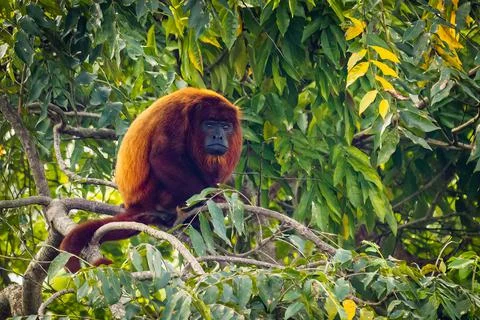 Close up portrait of Red howler monkey on the tree Stock Photos