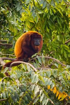 Close up portrait of Red howler monkey on the tree Stock Photos