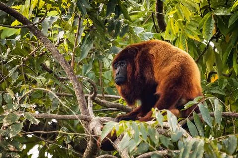 Close up portrait of Red howler monkey on the tree Stock Photos