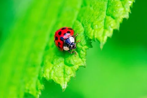 A close up portrait of a red ladybug or coccinellidae with black spots, wal.. Stock Photos