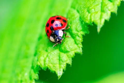 A close up portrait of a red ladybug or coccinellidae with black spots, wal.. Stock Photos