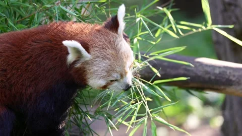 Close Up Portrait Red Panda Feeding on Bamboo Leaves in Zoo Habitat Stock Footage 337095791