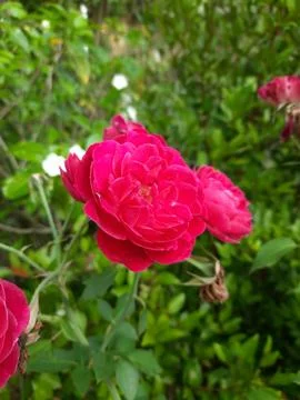 Close Up Portrait of Red Rose with Soft Focus Green Leaves Stock Photos