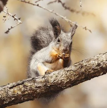 Close-up portrait of red squirrel perched on the branch. Stock Photos