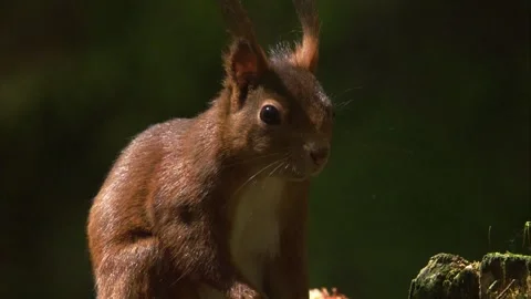 Close up portrait of a red squirrel in a spruce forest Stock Footage 324796924