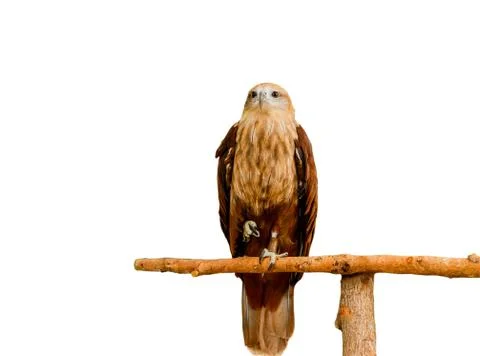 Close up portrait of a red tailed hawk isolate on white background. Stock Photos