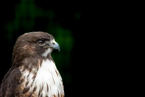 Close up portrait of red tailed hawk Stock Photos
