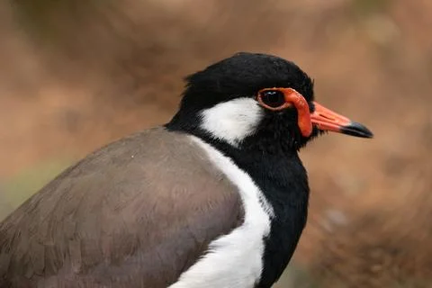 Close-up portrait of a Red-wattled lapwing (Vanellus indicus) in natural ha.. Foto stock