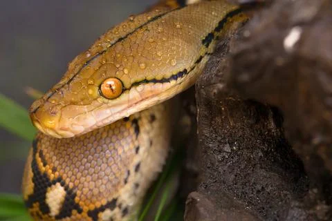 Close up portrait of a reticulated python coiled on a branch Foto stock