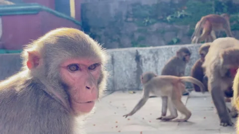 Close-up portrait of a rhesus macaque monkey chewing food at the Swayambhunath M Stock Footage 335173146