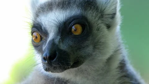 Close Up Portrait of a Ring Tailed Lemur with Bright Orange Eyes 스톡 동영상 334651837