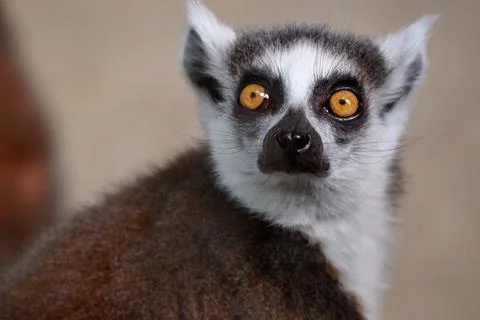Close up portrait of a ring-tailed lemur looking directly at the camera at Br Stock Photos
