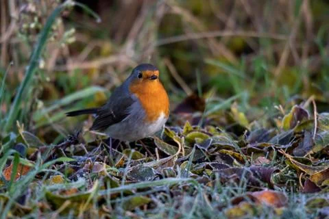 A close up portrait of a robin sitting on the ground in the grass in a garden Stock Photos