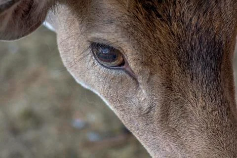 A close-up portrait of a roe. Stock Photos