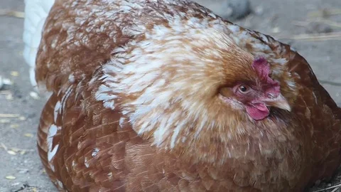 Close-up portrait of rooster Stock Footage 75264074