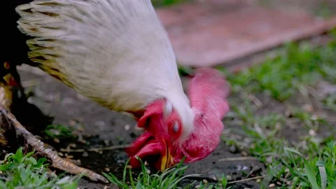 Close-up portrait of a rooster Stock Footage 155068131