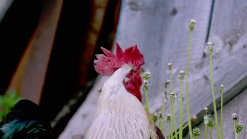 Close-up portrait of a rooster Stock Footage 156020894