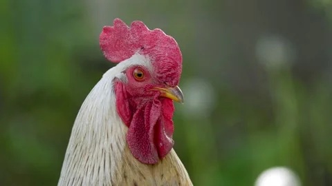 Close-up portrait of a rooster Stock Footage 156435583