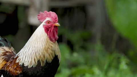 Close-up portrait of a rooster Stock Footage 156541939
