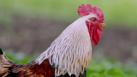 Close-up portrait of a rooster Stock-Footage 158075416
