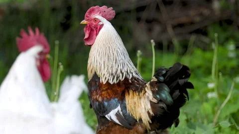 Close-up portrait of a rooster Stock Footage 158199604