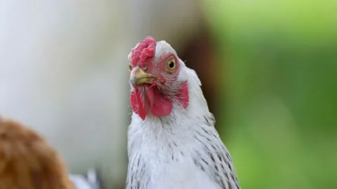 Close-up portrait of a rooster Stock Footage 158558713