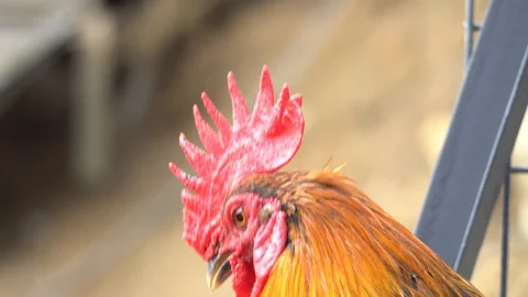 Close up Portrait rooster. Natural camera movemen Stock Footage 120464198