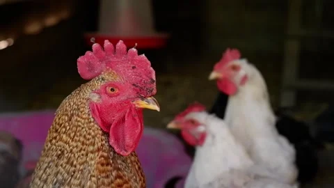 Close up portrait of rooster in a poultry farm Video stock 337032722