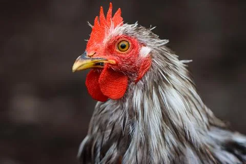 Close-up Portrait of a Rooster with Red Comb and Wet Feathers 스톡 사진