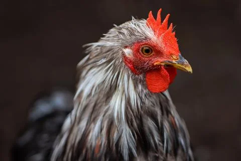 Close-up Portrait of a Rooster with Red Comb and Wet Feathers After Rain Stock Photos