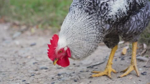 Close up portrait of rooster walking, looking for food at green field Stock Footage 155657442