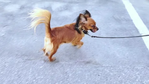 Close-up portrait of Russian long-haired toy terrier. Stock Footage 276399255