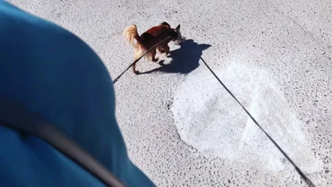 Close-up portrait of Russian long-haired toy terrier. Stock Footage 276705092