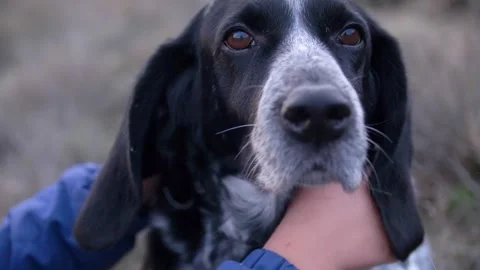 Close up portrait of a Russian spaniel being stroked by children's hands Stock Footage 258753367